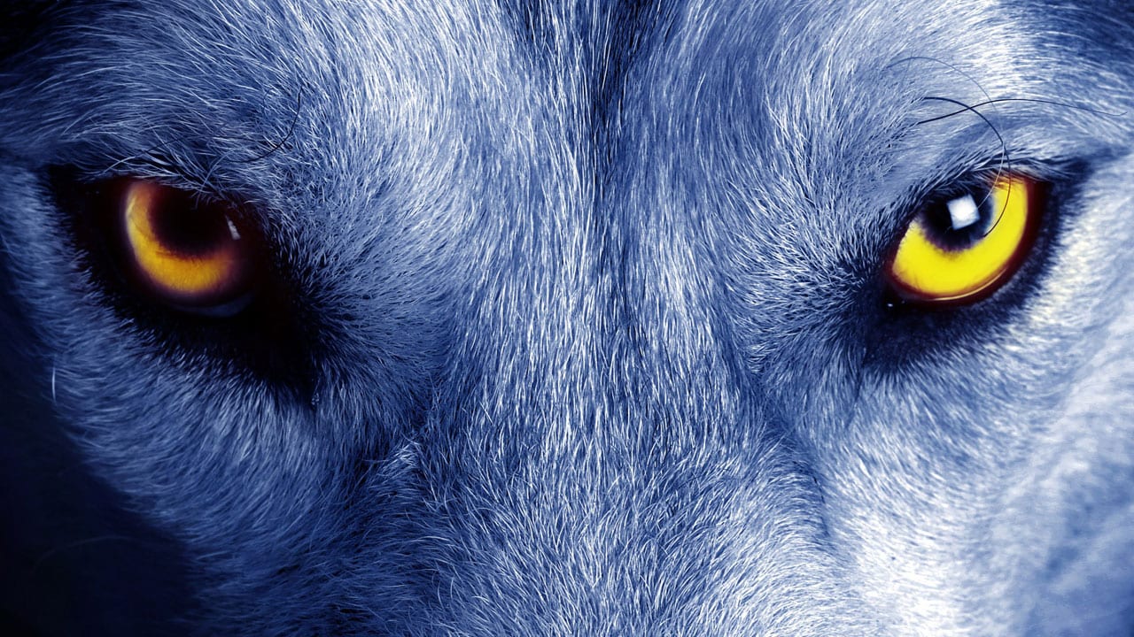 Netflix Lands Werewolf Series ‘The Order’ – Fright Nerd